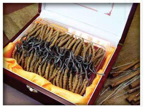 吐鲁番冬虫夏草回收